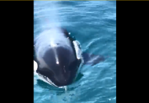 orcas bombinhas ilha do macuco