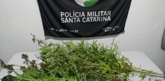 pés de maconha Blumenau