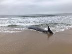 baleia rara em barra velha