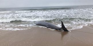 baleia rara em barra velha