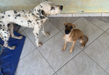 VÍDEO - Cães são resgatados sem água e comida e em situação de magreza no Vale do Itajaí