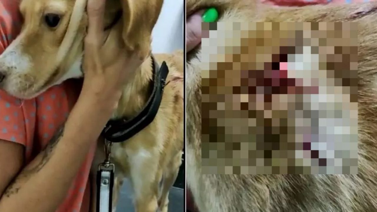 VÍDEO – Homem é preso após esfaquear cachorro e deixar outros três em  situação de maus-tratos no Vale do Itajaí