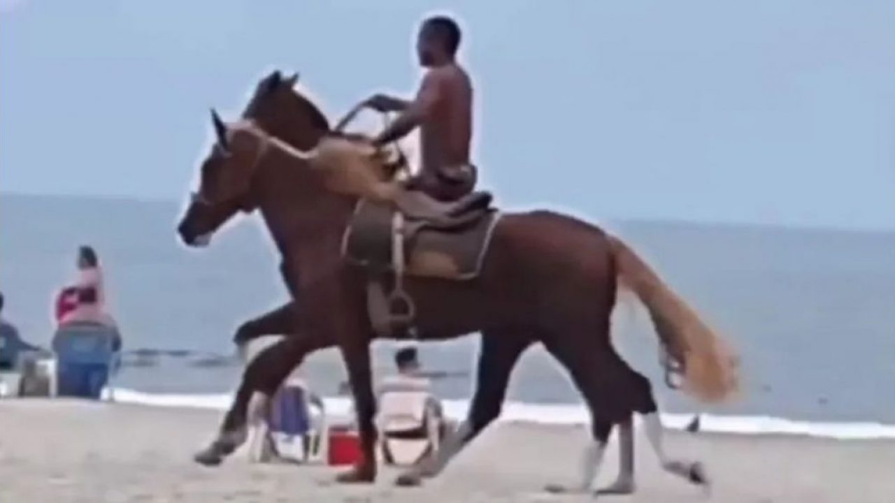 Jovem de camisa descansando em cavalo marrom após passeio