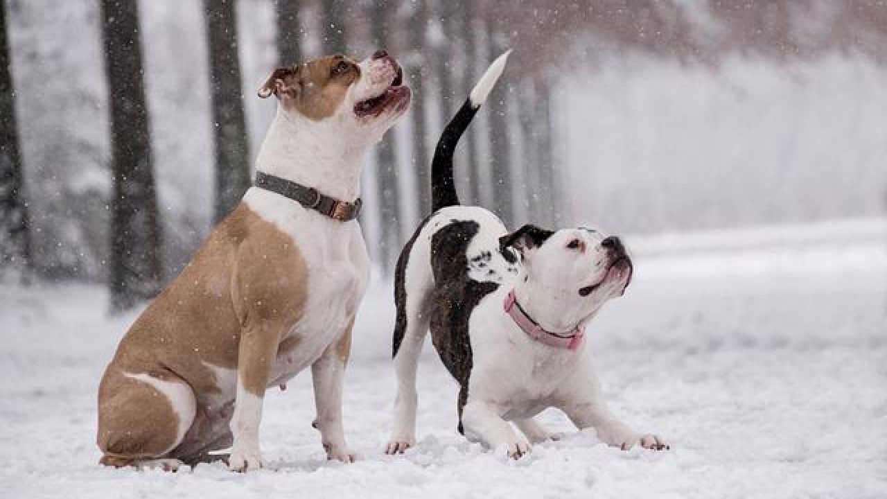 Cachorro no frio: confira dicas de cientistas para proteger os pets