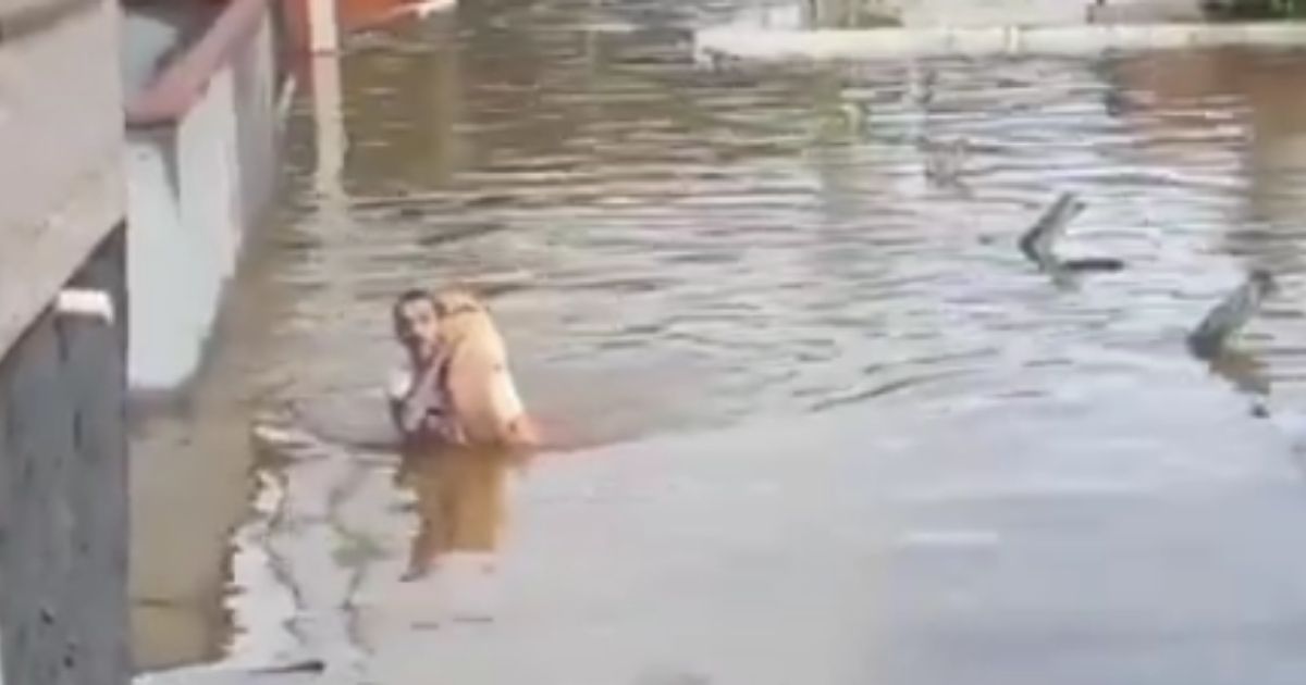 Homem salva filhotes de cachorro de enchente após temporal no RS