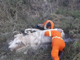 VÍDEO - Corpo de Bombeiros resgata vaca atolada em banhado de Gaspar