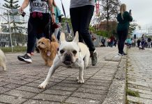 Após dois anos, Cãominhada retorna e reúne mais de 1 mil pessoas e pets em Blumenau