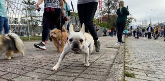 Após dois anos, Cãominhada retorna e reúne mais de 1 mil pessoas e pets em Blumenau