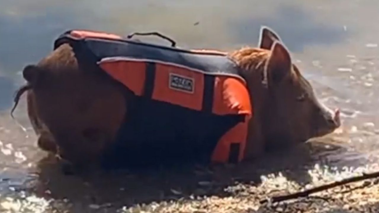 VÍDEO - Porco é visto com colete salva-vidas no mar em Florianópolis