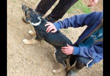 Corpo de Bombeiros é acionado para resgatar cadela presa em bueiro em Santa Catarina