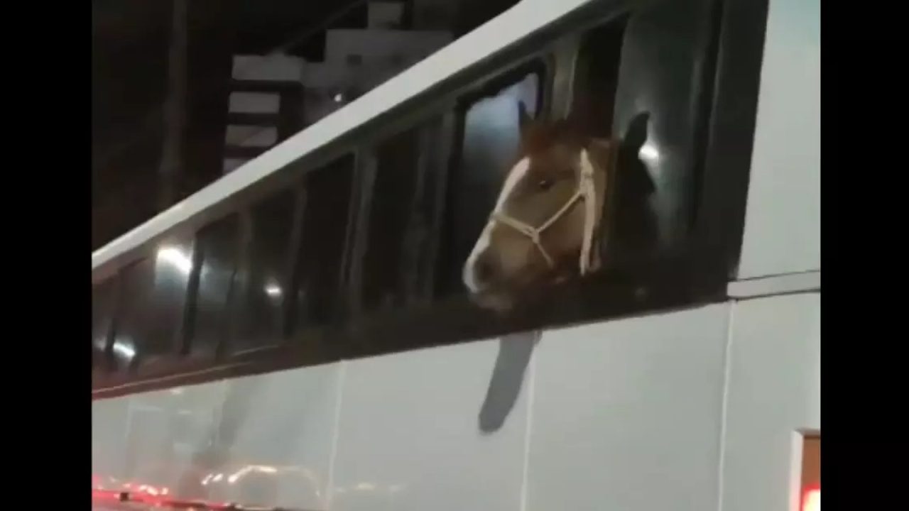 VÍDEO – Cavalo dentro de ônibus chama atenção de motoristas em SC