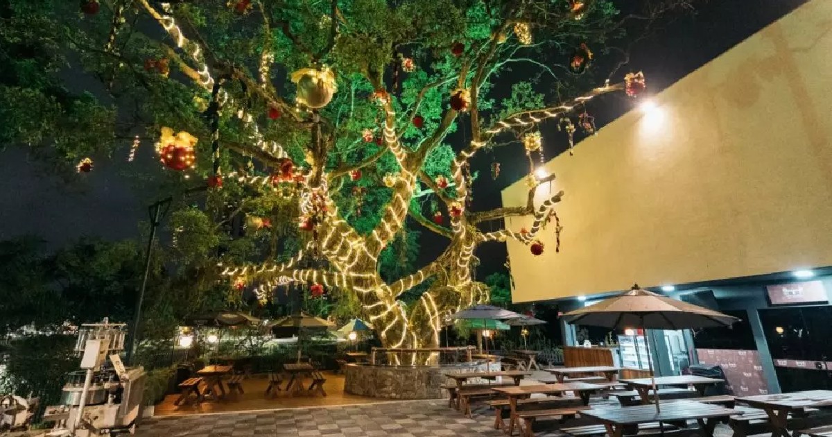 Árvore centenária com 350 metros de luzes é novo atrativo do Natal em  Blumenau