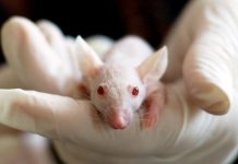 rato de laboratório em uma mãe com luvas brancas. O rato tem orelhas grandes, olhos vermelhos e é todo branco