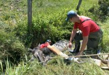 Corpo de Bombeiros resgata égua presa em vala em Gaspar