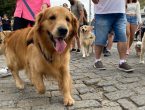 GALERIA - Conheça alguns dos cães que participaram da 28ª Cãominhada em Blumenau