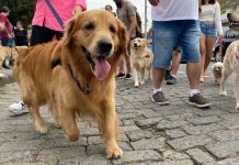 GALERIA - Conheça alguns dos cães que participaram da 28ª Cãominhada em Blumenau
