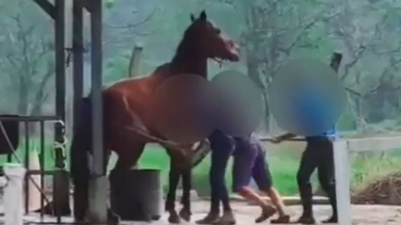 VÍDEO – Cavalo é agredido em clube de hipismo de Joinville