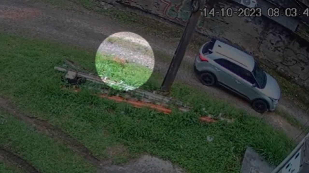 VÍDEO - Câmera de segurança flagra homem abandonado cachorro em terreno  vazio em Rio do Sul