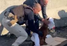 PRF resgata cão atropelado