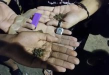 Prefeito sanciona lei que multa usuários de drogas em locais públicos e atos de apologia em Blumenau