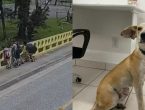 VÍDEO - Mulher joga o próprio cão de cima de ponte e é indiciada no Norte catarinense