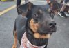 Feira de adoção de cães acontecerá neste domingo em shopping de Blumenau