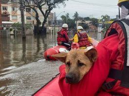 GALERIA - Bombeiros de Santa Catarina já resgataram mais de 3,5 mil vítimas no Rio Grande do Sul