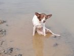 Bombeiros resgatam cachorro machucado