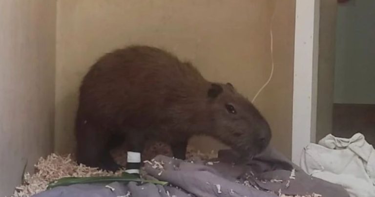 capivara é resgatada em Blumenau