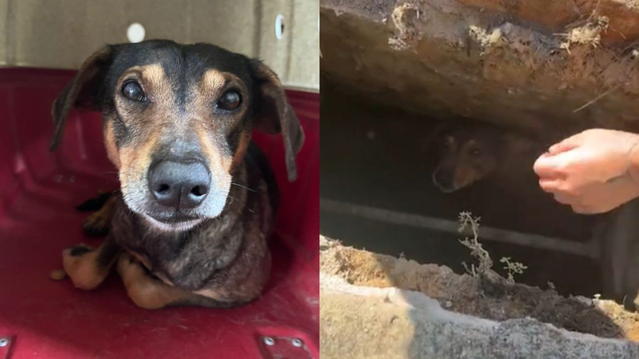 VÍDEO - Mulher encontra cãozinho dentro de bueiro em Blumenau, resgata e  acolhe animalzinho