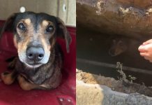 Cachorro encontrado dentro de bueiro