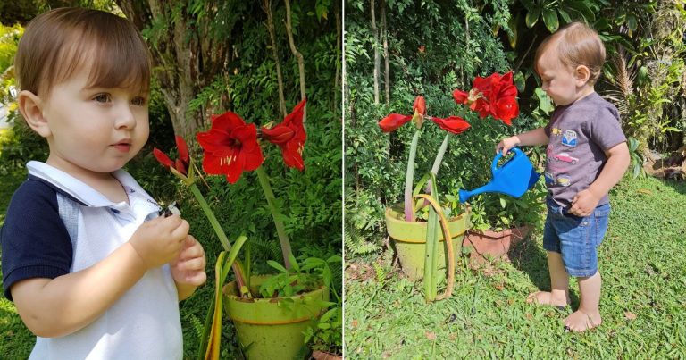 Pequeno blumenauense viraliza no Tiktok ao pedir para ajudar avô no jardim