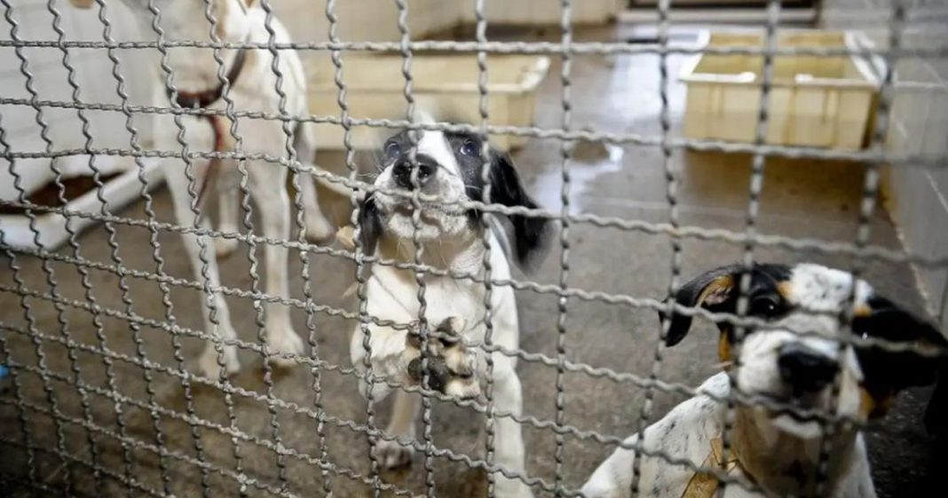 Lei determina que SC terá cadastro de cuidadores de animais abandonados