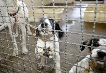 Lei determina que SC terá cadastro de cuidadores de animais abandonados