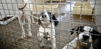 Lei determina que SC terá cadastro de cuidadores de animais abandonados