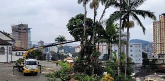 Entenda o motivo do corte de árvore sexagenária na igreja luterana de Blumenau