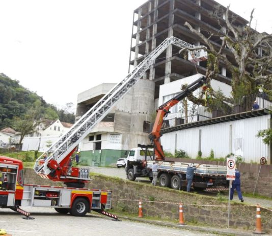 Corte de árvore deixa via temporariamente interditada no Centro de Blumenau