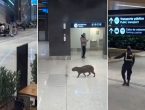 VÍDEO - Capivara é flagrada passeando pelo Aeroporto de Florianópolis