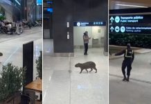 VÍDEO - Capivara é flagrada passeando pelo Aeroporto de Florianópolis