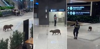 VÍDEO - Capivara é flagrada passeando pelo Aeroporto de Florianópolis