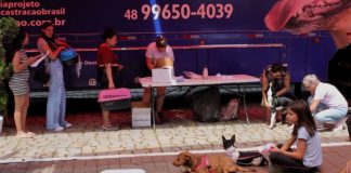 Blumenau registra quase 200 mil animais castrados