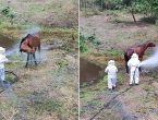 Égua é atacada por enxame de abelhas e resgate mobiliza bombeiros em Gaspar