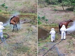 Égua é atacada por enxame de abelhas e resgate mobiliza bombeiros em Gaspar