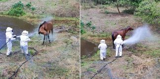 Égua é atacada por enxame de abelhas e resgate mobiliza bombeiros em Gaspar