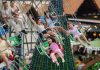 Conheça as opções de brinquedos especiais durante o Natal em Blumenau