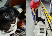 Filhote de gato preso em bueiro é resgatado