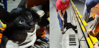 Filhote de gato preso em bueiro é resgatado