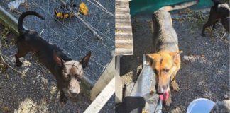 Feridos, sem água e comida: cães são resgatados após denúncia de abandono em Blumenau