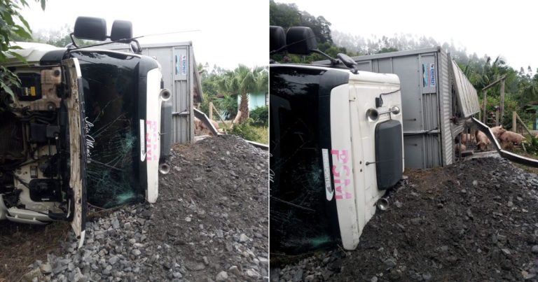 Caminhão que transportava porcos tomba na rodovia no Alto Vale do Itajaí