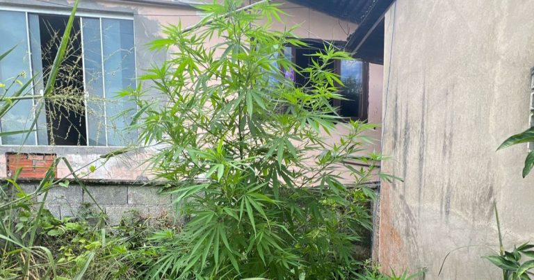 Denúncia leva a polícia a encontrar plantação de maconha em casa de Indaial